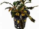 Anubias Petite, Bucephalandra, samanos - nuotraukos Nr. 8