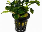 Anubias Petite, Bucephalandra, samanos - nuotraukos Nr. 9