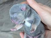 Kilmingi Prancuzu buldogai / French buldog - nuotraukos Nr. 3