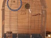 Papugeles