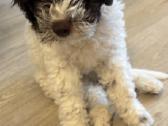 Lagotto Romagnolo