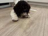 Lagotto Romagnolo - nuotraukos Nr. 2