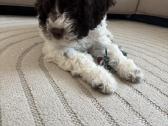 Lagotto Romagnolo - nuotraukos Nr. 3