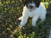 Lagotto Romagnolo - nuotraukos Nr. 4