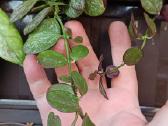 Hoya (vaškuolių)assorti. - nuotraukos Nr. 27