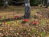 Perspektyvi sodyba Grūte, Druskininkai - nuotraukos Nr. 20