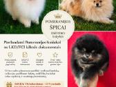 Berniukas(black &town)ir cream mergaite,tikras Pom - nuotraukos Nr. 2