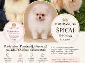 Berniukas(black &town)ir cream mergaite,tikras Pom