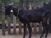 An grynaveislis ožys - nuotraukos Nr. 5