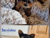 Parduodami Jorkšyro terjerai - nuotraukos Nr. 4
