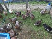 Bantaminės antys (call ducks) :)