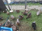 Bantaminės antys (call ducks) :) - nuotraukos Nr. 2