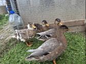 Bantaminės antys (call ducks) :) - nuotraukos Nr. 3