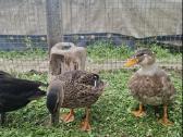 Bantaminės antys (call ducks) :) - nuotraukos Nr. 4