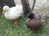 Bantaminės antys (call ducks) :) - nuotraukos Nr. 7