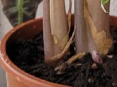 Alocasia Amazonica - nuotraukos Nr. 6