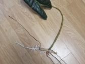 Philodendron Billietiae karpiniai su šaknimis - nuotraukos Nr. 2