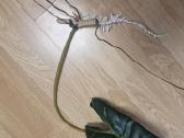 Philodendron Billietiae karpiniai su šaknimis - nuotraukos Nr. 3