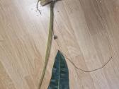 Philodendron Billietiae karpiniai su šaknimis - nuotraukos Nr. 5