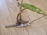 Philodendron Billietiae karpiniai su šaknimis - nuotraukos Nr. 6