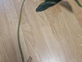 Philodendron Billietiae karpiniai su šaknimis - nuotraukos Nr. 7