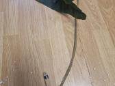 Philodendron Billietiae karpiniai su šaknimis - nuotraukos Nr. 9