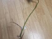 Philodendron Billietiae karpiniai su šaknimis - nuotraukos Nr. 11