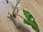 Philodendron Billietiae karpiniai su šaknimis - nuotraukos Nr. 12