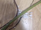 Philodendron Billietiae karpiniai su šaknimis - nuotraukos Nr. 13