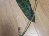 Philodendron Billietiae karpiniai su šaknimis - nuotraukos Nr. 14
