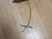 Philodendron Billietiae karpiniai su šaknimis - nuotraukos Nr. 16