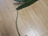 Philodendron Billietiae karpiniai su šaknimis - nuotraukos Nr. 18