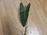 Philodendron Billietiae karpiniai su šaknimis - nuotraukos Nr. 21