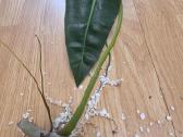 Philodendron Billietiae karpiniai su šaknimis - nuotraukos Nr. 22