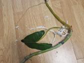 Philodendron Billietiae karpiniai su šaknimis - nuotraukos Nr. 23