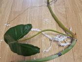 Philodendron Billietiae karpiniai su šaknimis - nuotraukos Nr. 24