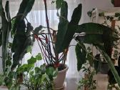 Philodendron Billietiae karpiniai su šaknimis