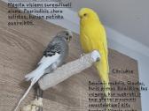 4 pirpiai ieško naujų namų! - nuotraukos Nr. 3