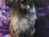 Degu - nuotraukos Nr. 2