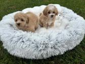 Parduodami maltipoo šuniukai - nuotraukos Nr. 3