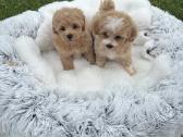 Parduodami maltipoo šuniukai