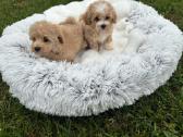 Parduodami maltipoo šuniukai - nuotraukos Nr. 5