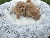 Parduodami maltipoo šuniukai - nuotraukos Nr. 2