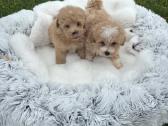 Parduodami maltipoo šuniukai - nuotraukos Nr. 4