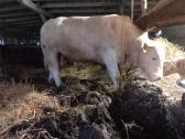 Puiki ivesticija i bandos didinima 600kg - nuotraukos Nr. 9