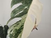 Monstera Albo karpinys - nuotraukos Nr. 3