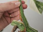 Monstera Albo karpinys - nuotraukos Nr. 4