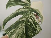 Monstera Albo karpinys