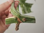 Monstera Albo karpinys - nuotraukos Nr. 2