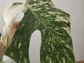 Monstera Albo karpinys - nuotraukos Nr. 5